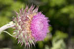 Nodding plumeless thistle